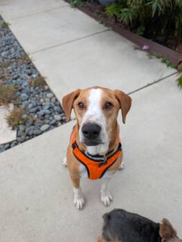 Corn Chips -  Foxhound Dog for Adoption in Oak Forest, Illinois - Corn Chips | PetCurious