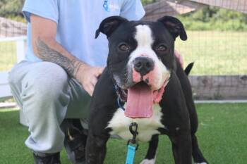 Boulderface -  American Bulldog and American Bully Dog for Adoption in Chestertown, Maryland - Boulderface | PetCurious