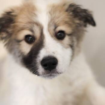 Izzie 22743 -  Great Pyrenees and Mixed Breed Dog for Adoption in Cumming, Georgia - Izzie 22743 | PetCurious