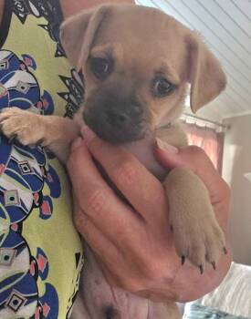 Rescue Pug Dogs for Adoption in Lake Forest, California - Stitch - Adopt Me! | PetCurious