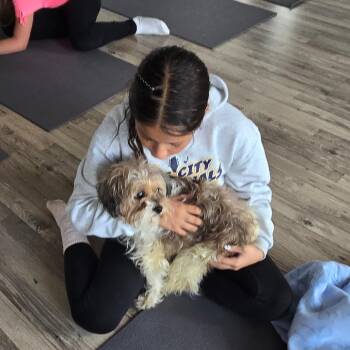 Shih Tzu Dogs Available for Adoption in Loves Park, Illinois - Scarlett | PetCurious