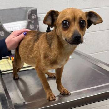 Chihuahua and Mixed Breed Dogs Available for Adoption in Kansas City, Missouri - Idgie | PetCurious