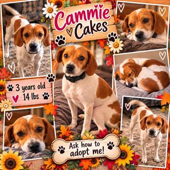 Cammie Cakes -  Beagle and Feist Dog for Adoption in Jackson, Tennessee - Cammie Cakes | PetCurious