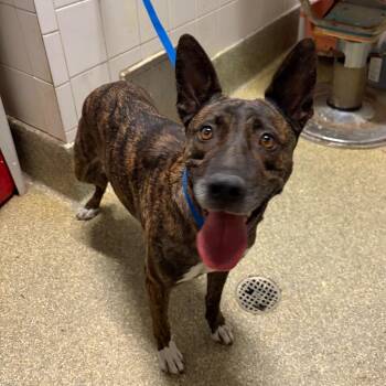 IVHS-Stray-144023 -  Dutch Shepherd Dog for Adoption in San Gabriel, California - IVHS-Stray-144023 | PetCurious