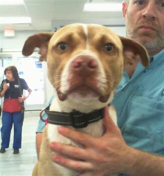 A1266541 -  Mixed Breed Dog for Adoption in Charlotte, North Carolina - A1266541 | PetCurious