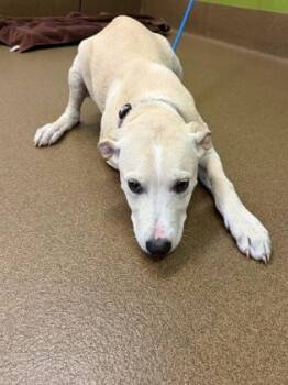 Worm -  Mixed Breed Dog for Adoption in Wichita, Kansas - Worm | PetCurious