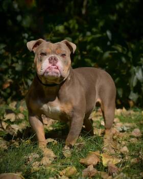 DONKEY KONG (0227) -  Bulldog Dog for Adoption in Bridgeport, Connecticut - DONKEY KONG (0227) | PetCurious