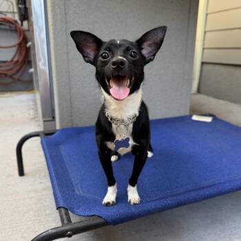 Bumble Bee -  Chihuahua Dog for Adoption in Fort Collins, Colorado - Bumble Bee | PetCurious