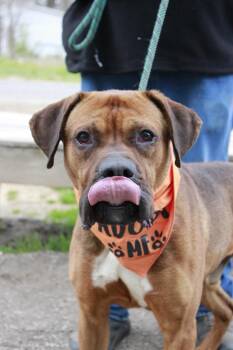 Boxer and Mastiff Dogs Available for Adoption - Ace | PetCurious