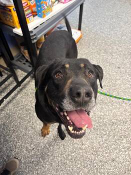 Bruce -  Rottweiler Dog for Adoption in Liverpool, New York - Bruce | PetCurious