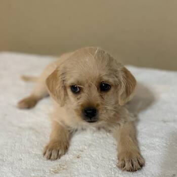 Parker -  Maltese and Poodle Dog for Adoption in Phoenix, Arizona - Parker | PetCurious
