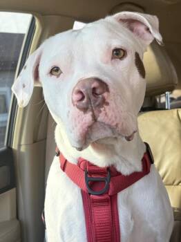 Pit Bull Terrier and Boxer Dogs Available for Adoption - Floyd | PetCurious