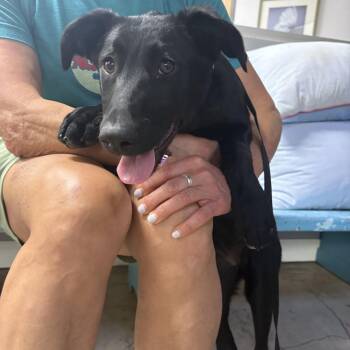 Pepper -  Black Labrador Retriever and German Shepherd Dog Dog for Adoption - Pepper | PetCurious