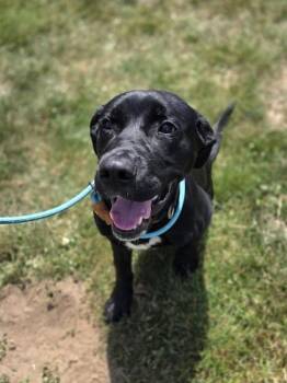 Davey -  Labrador Retriever and Mixed Breed Dog for Adoption in Westland, Michigan - Davey | PetCurious