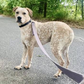 Australian Cattle Dog Blue Heeler Dogs Available for Adoption - Bangles | PetCurious