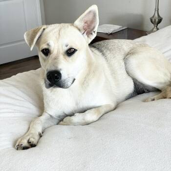 Perfect Sunny -  Labrador Retriever and German Shepherd Dog Dog Available for Adoption in Burlington, North Carolina - Perfect Sunny | PetCurious