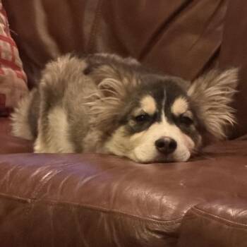 Misty -  Husky and Mixed Breed Dog Available for Adoption in Midland, Texas - Misty | PetCurious