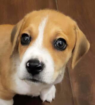 Nifty -  Beagle Dog for Adoption in Pottstown, Pennsylvania - Nifty | PetCurious