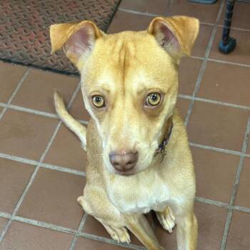 Coco -  Chihuahua and Mixed Breed Dog for Adoption in Jefferson, New Jersey - Coco | PetCurious