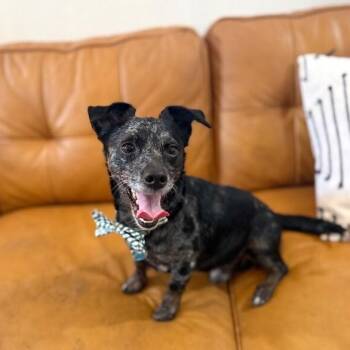 Darrell Chi Wiener -  Dachshund and Chihuahua Dog for Adoption in Friendswood, Texas - Darrell Chi Wiener | PetCurious