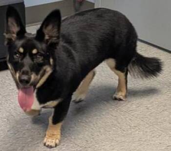 Luke "Cado" -  Husky and Collie Dog for Adoption in Evansville, Indiana - Luke "Cado" | PetCurious