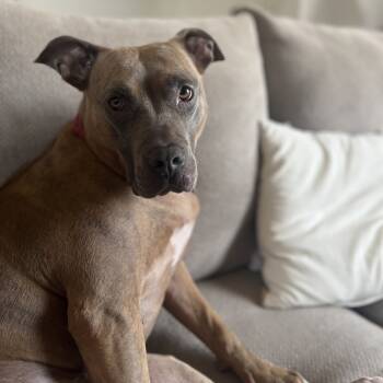 Rescue Pit Bull Terrier and American Staffordshire Terrier Dogs for Adoption in Durham, North Carolina - Georgia | PetCurious