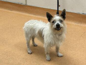 Terrier Dogs Available for Adoption in Martinez, California - ROCKWELL | PetCurious
