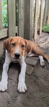 Charles -  Golden Retriever and Labrador Retriever Dog for Adoption in Trenton, New Jersey - Charles | PetCurious