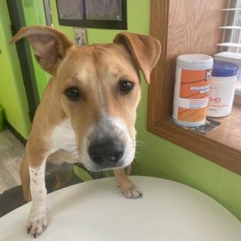 Princess -  Mixed Breed Dog for Adoption in Emporia, Kansas - Princess | PetCurious