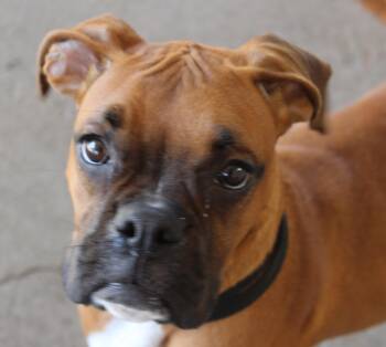 Stormy -  Boxer Dog for Adoption in Huron, South Dakota - Stormy | PetCurious