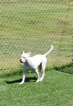 Julep -  Pit Bull Terrier and Mixed Breed Dog for Adoption in Jackson, Tennessee - Julep | PetCurious