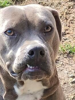 Lil Mama -  Pit Bull Terrier and Labrador Retriever Dog for Adoption in Holly Springs, North Carolina - Lil Mama | PetCurious