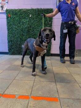 61762010 -  Mixed Breed Dog for Adoption in El Paso, Texas - 61762010 | PetCurious