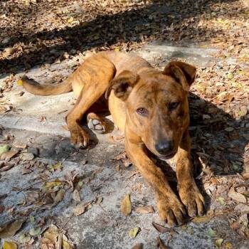 Joe -  Mixed Breed Dog for Adoption in Bend, Oregon - Joe | PetCurious