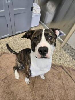 Ferrero -  Pit Bull Terrier and Mixed Breed Dog for Adoption in Westland, Michigan - Ferrero | PetCurious