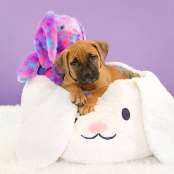 Vanna -  Bullmastiff and Mixed Breed Dog for Adoption in Evansville, Indiana - Vanna | PetCurious