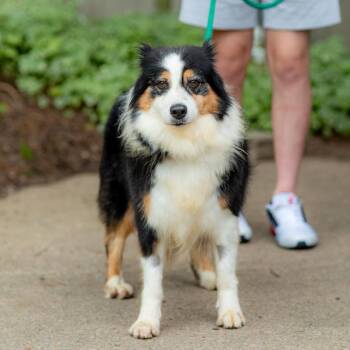 Daisy -  Australian Shepherd Dog for Adoption in Chester Springs, Pennsylvania - Daisy | PetCurious