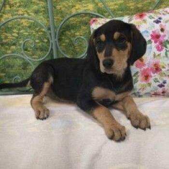 Charlotte -  Mixed Breed Dog for Adoption in Westland, Michigan - Charlotte | PetCurious
