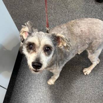 Cece -  Mixed Breed Dog for Adoption in Allentown, Pennsylvania - Cece | PetCurious