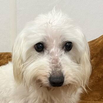 Rescue Coton De Tulear Dogs for Adoption in Auburn, Nebraska - Glacier | PetCurious