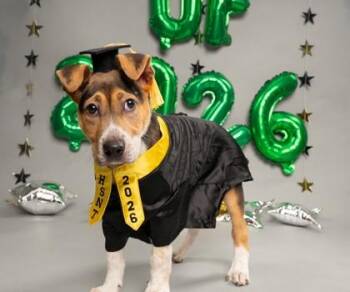 Mixed Breed Dogs Available for Adoption in Fort Worth, Texas - Quilava | PetCurious