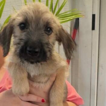 Mr Brown -  Standard Schnauzer and Schnauzer Dog for Adoption in Quincy, Florida - Mr Brown | PetCurious