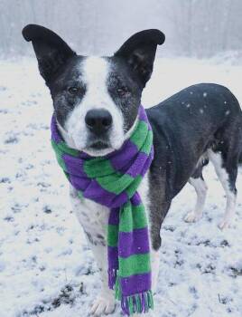 Mixed Breed Dogs Available for Adoption - TUFF | PetCurious