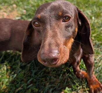 Dachshund Dogs Available for Adoption in Shelbyville, Tennessee - Snickers In TN | PetCurious