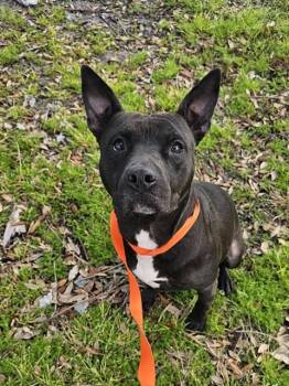 Mixed Breed Dogs Available for Adoption - OZZY | PetCurious