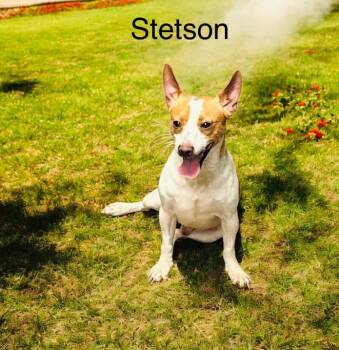 Rescue Chihuahua Dogs for Adoption in Eloise, Florida - Stetson | PetCurious