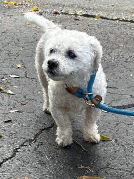 Poodle Dogs Available for Adoption - LIMAR | PetCurious