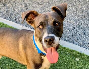 HANSEL -  Great Dane and Mixed Breed Dog for Adoption in Moreno Valley, California - HANSEL | PetCurious