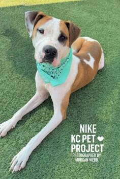 Nike -  Pit Bull Terrier and Mixed Breed Dog for Adoption in Kansas City, Missouri - Nike | PetCurious