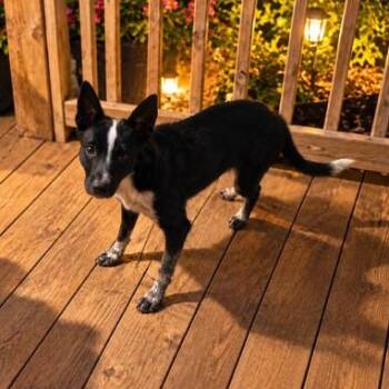 Diane -  Australian Cattle Dog Blue Heeler Dog for Adoption in Copper Hill, Virginia - Diane | PetCurious